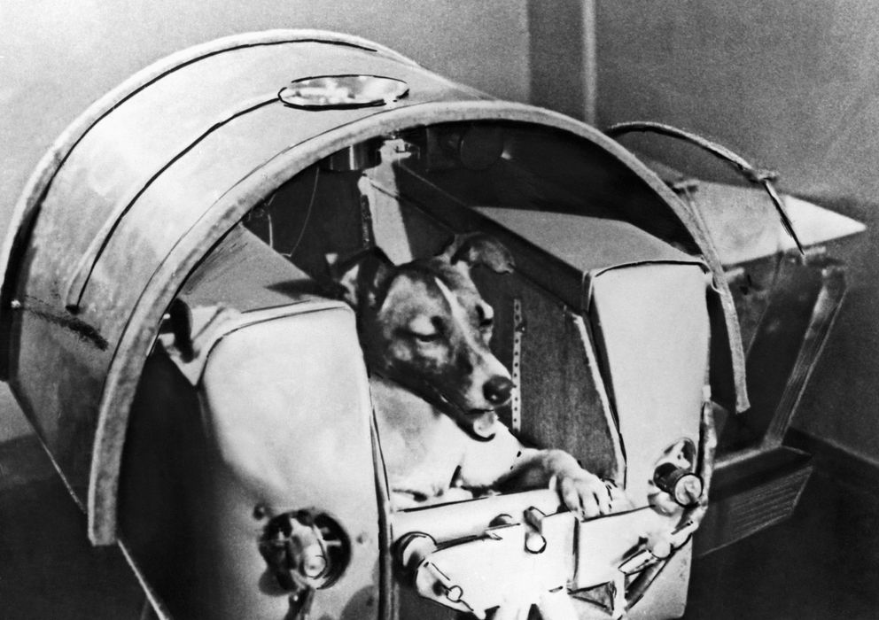 Foto: La historia de Laika, una perra callejera que fue escogida para viajar en el Sputnik 2 a un viaje del que todos sabían que no volvería. (Corbis) 