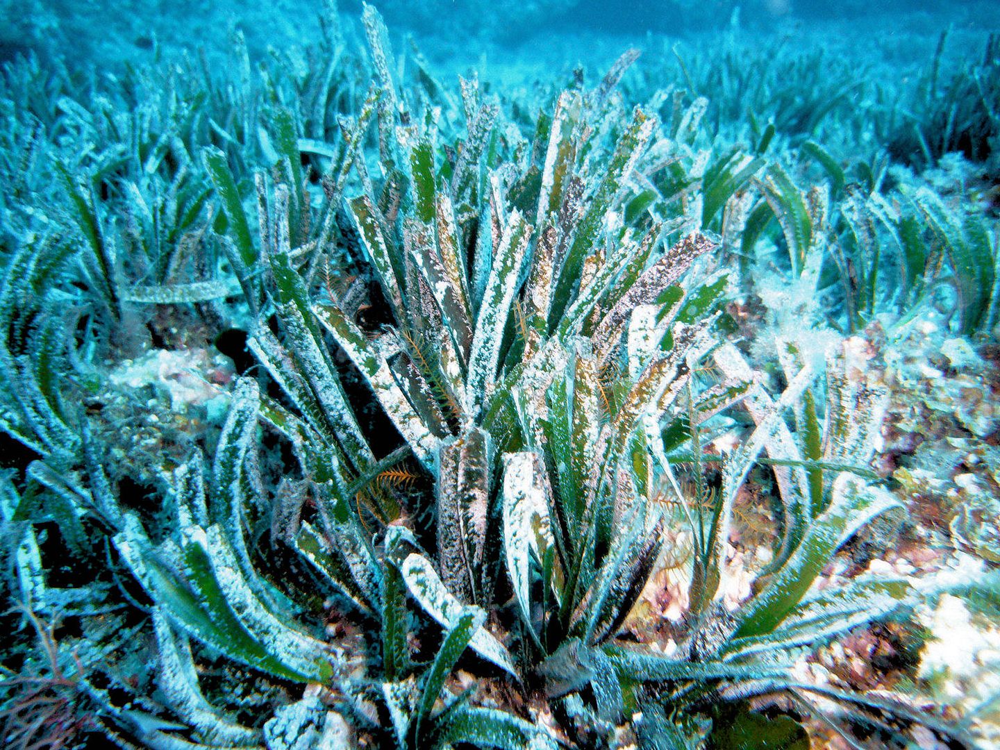 La Posidonia oceánica es capaz de absorber parte del CO2 que emiten los países del Mediterráneo. 