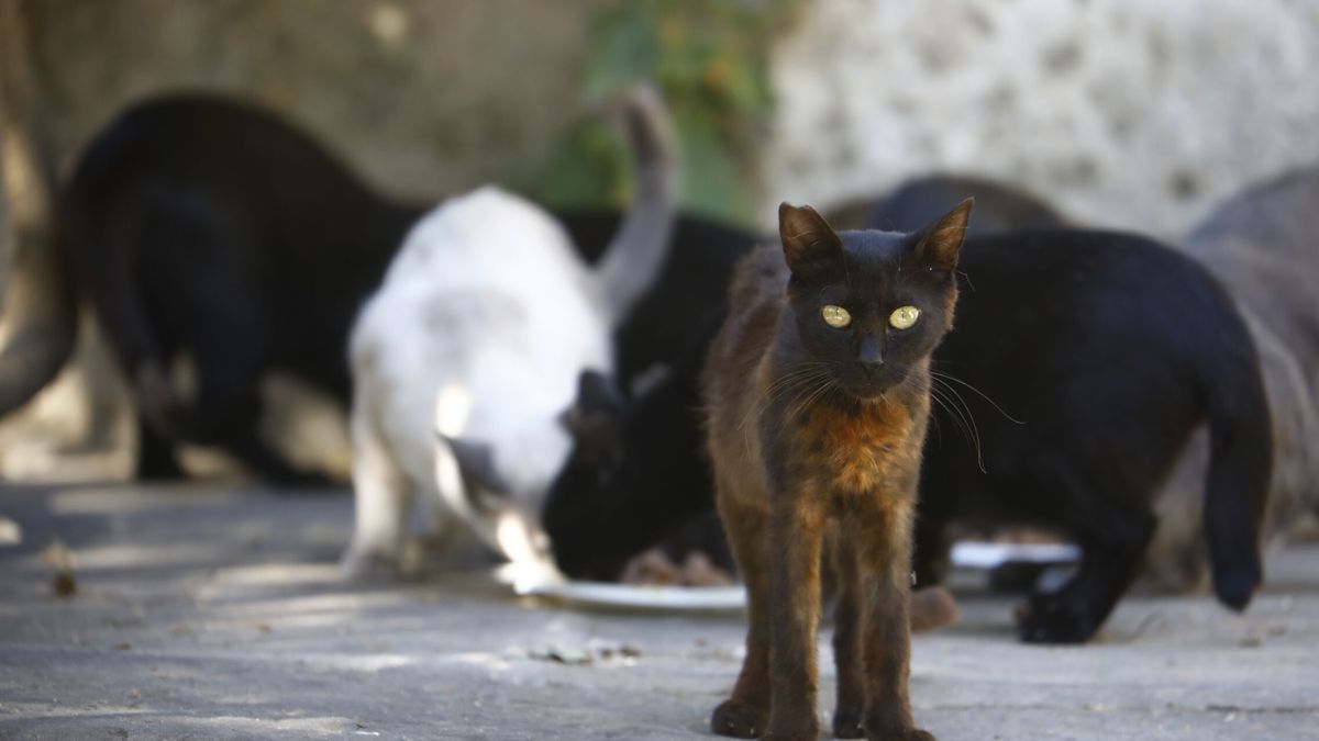 El fenómeno que desconcierta a los biólogos: las ciudades se llenan de gatos abandonados 