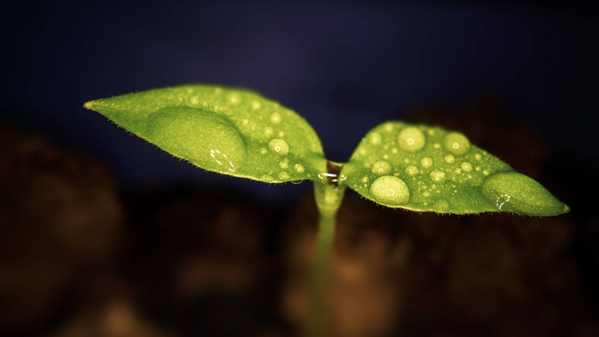 La fotosíntesis artificial que puede producir alimentos sin sol 