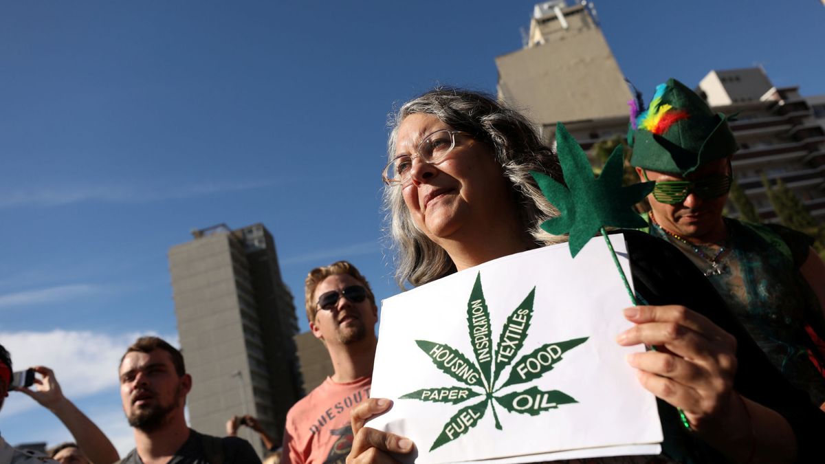 ¿Será la marihuana el próximo oro verde?