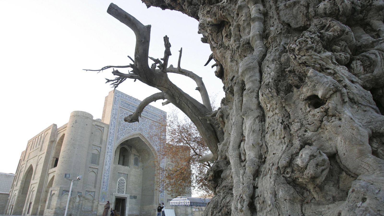 Foto: Un viejo árbol cerca de un museo en el centro histórico de Bujará, en Uzbekistán (Reuters).