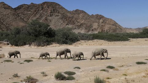 Los últimos días de los elefantes del desierto