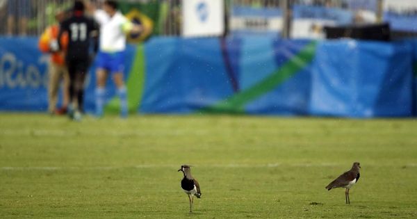 Foto: ¿'Matar dos pájaros de un tiro' es discriminatorio? (EFE/Elvira Urquijo)