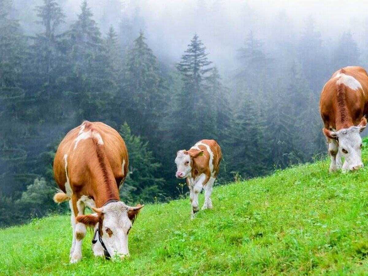 Foto: Vacas pastando en Galicia.
