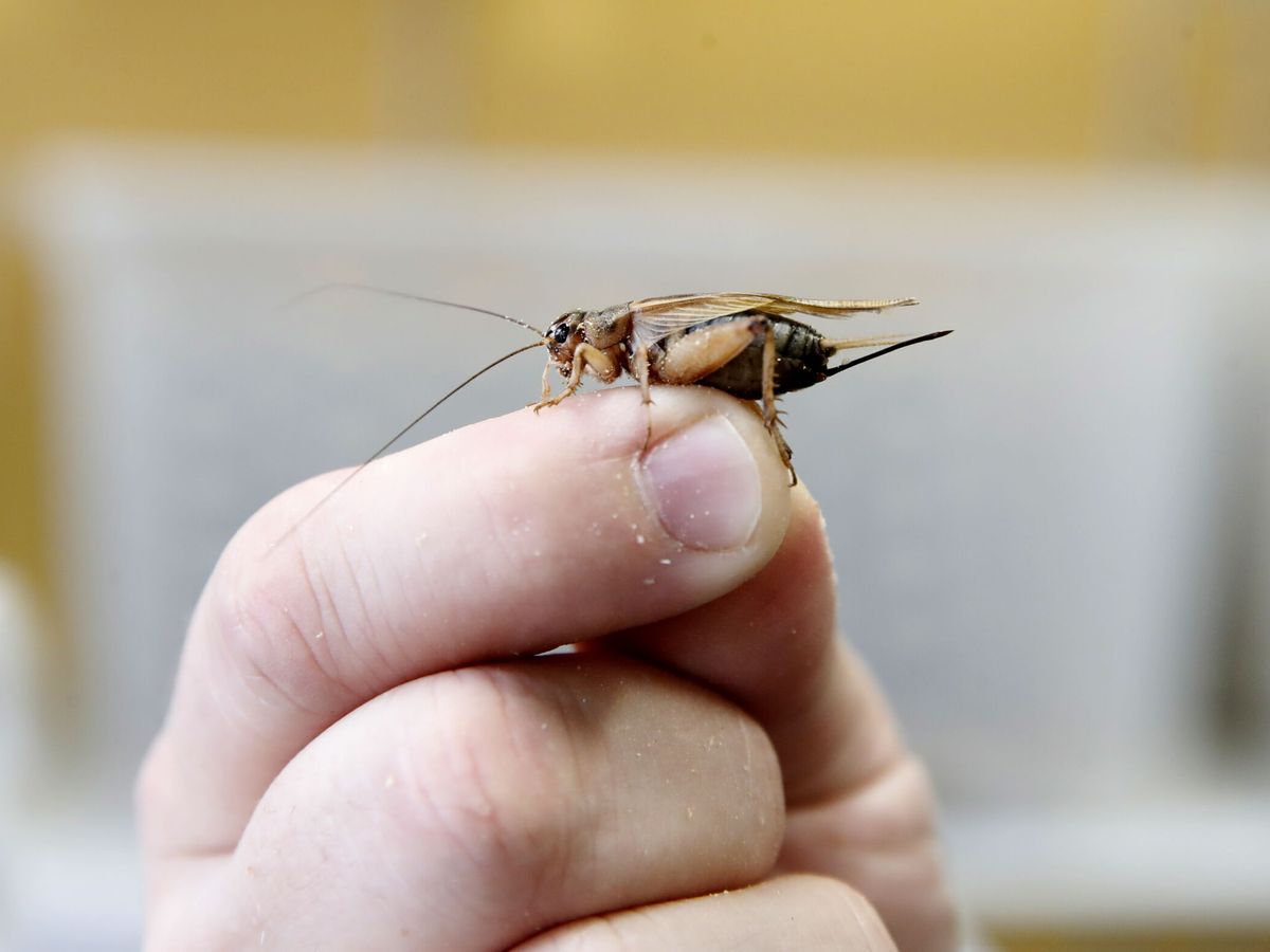 Foto: La presencia de los insectos en nuestras casas es más común durante el verano (EFE/Antonio Bat)