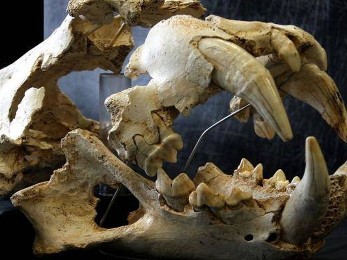 Foto: Restos del cráneo del 'león de Llanes'. (Universidad de Oviedo)