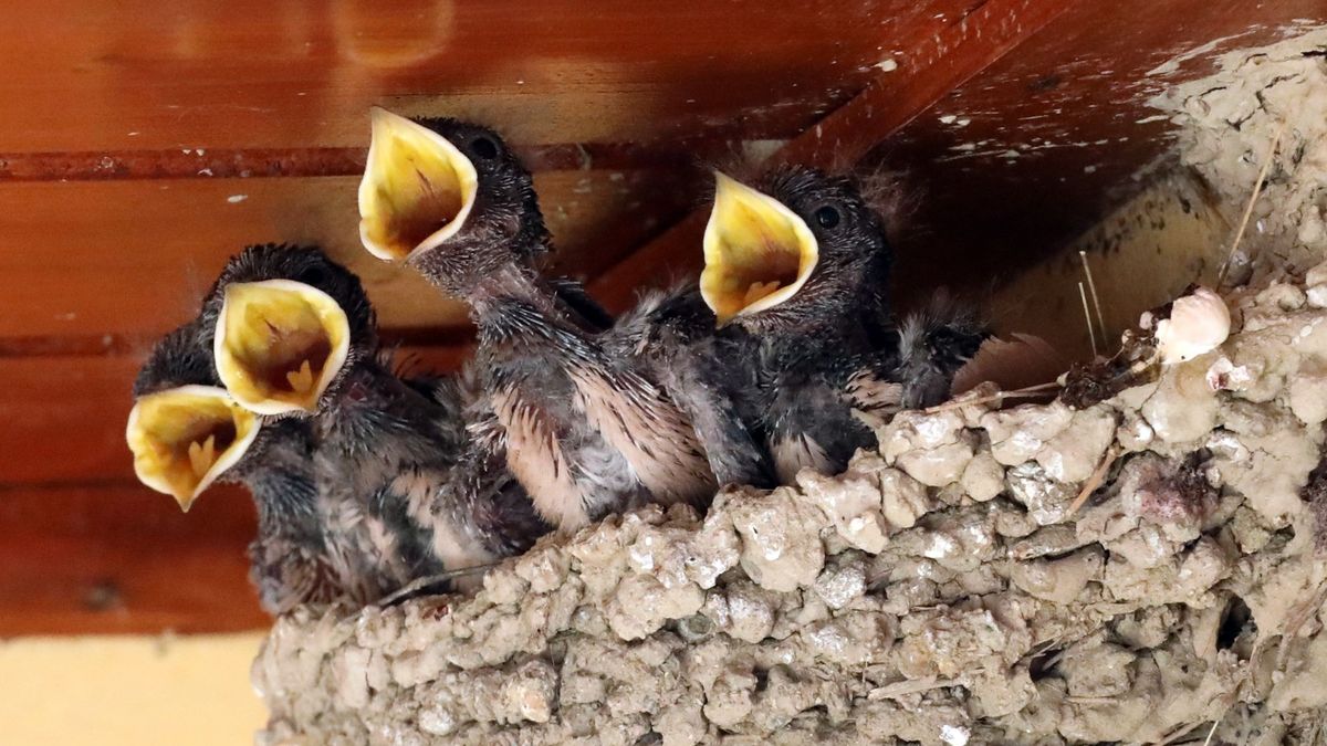 Ojo con destruir nidos de golondrina: un acto cruel que puede arruinarte