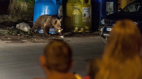 En la guerra entre humanos y osos, este pueblo rumano ha escogido la convivencia