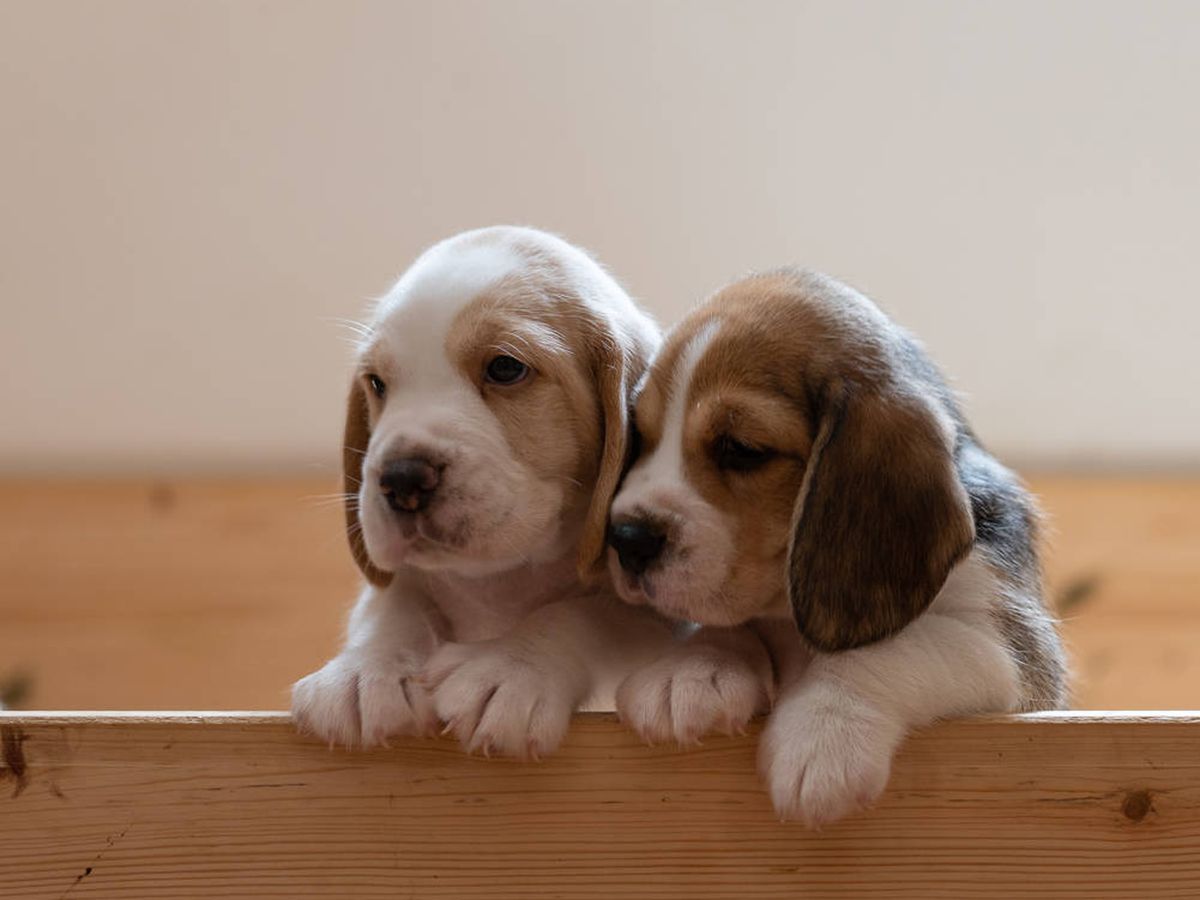 Foto: Los cachorros tienen aptitudes genéticas desde el nacimiento (Ben Michel para Unsplash)