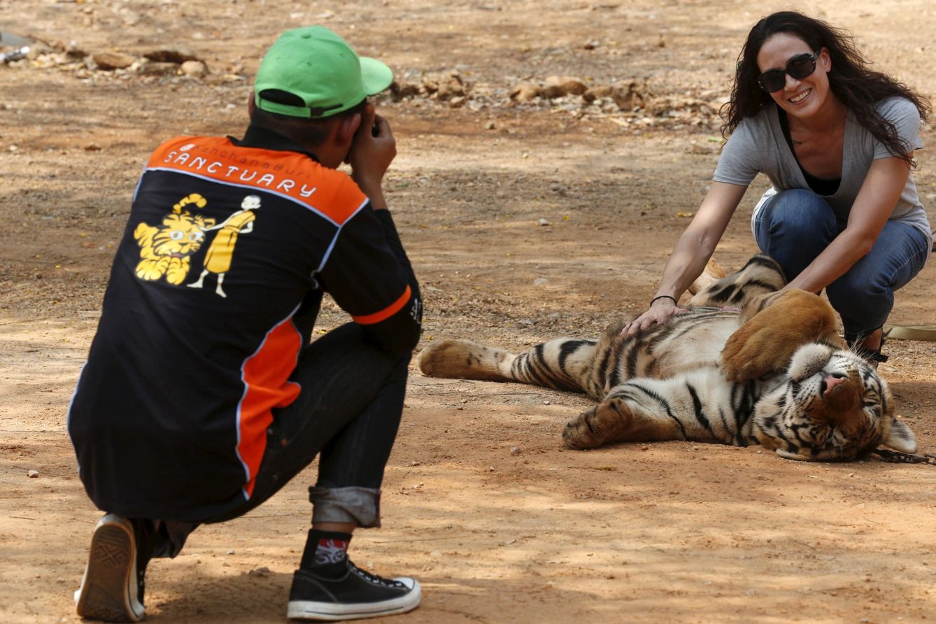 Una turista se fotografía con uno de los tigres, en febrero de 2016. (Reuters)