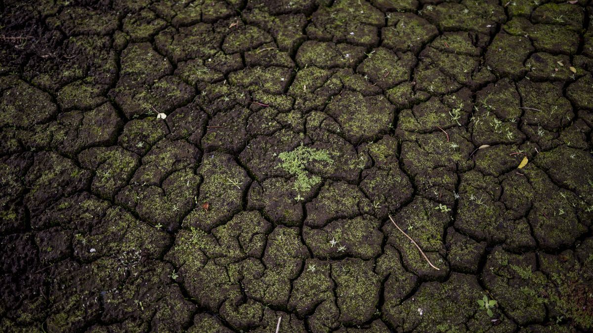 Las temperaturas extremas y la escasez del agua impactan en el paisaje español, según Greenpeace