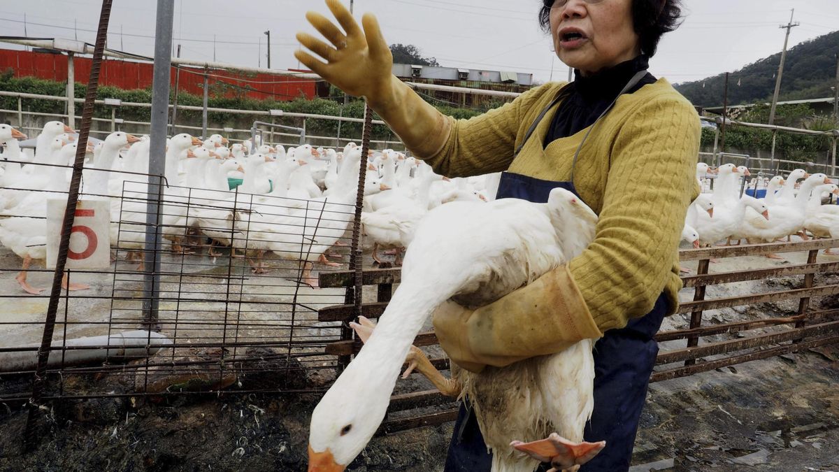 Una cepa mutante de gripe aviar podría convertirse en pandemia en poco tiempo