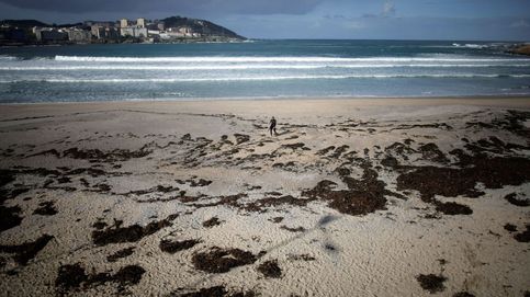 De las algas que inundan las playas a la nueva generación de biocombustibles