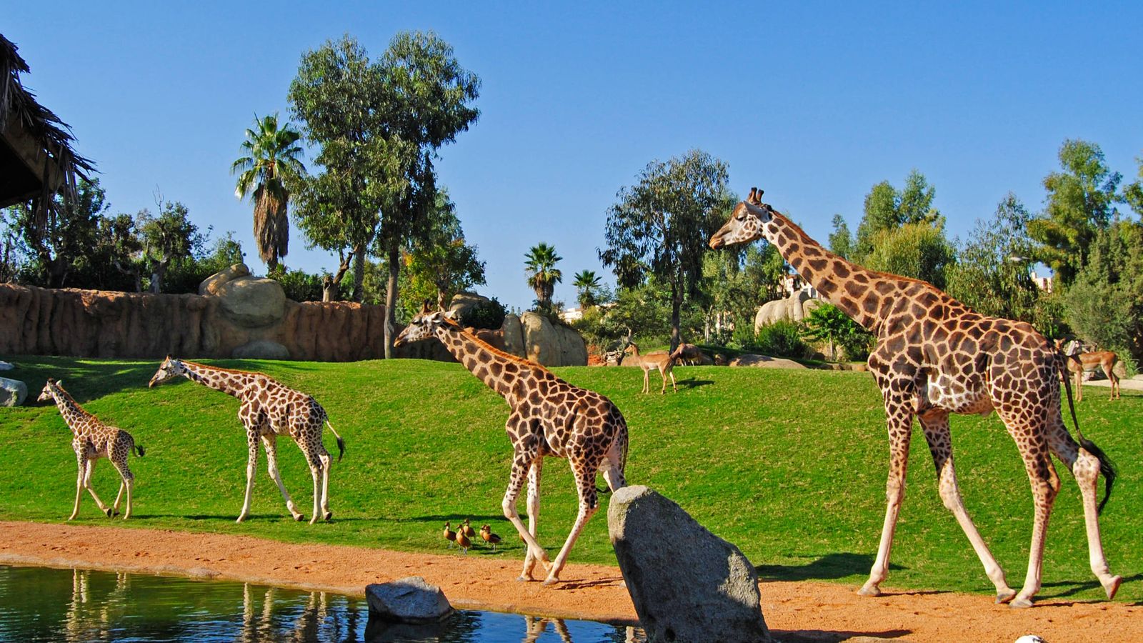 Foto: Un grupo de jirafas de la zona de la Sabana en el recinto de Valencia. (Bioparc)