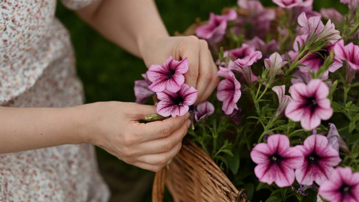 Llega el calor y las petunias (y estas otras flores) son perfectas para aguantar en tu terraza o jardín