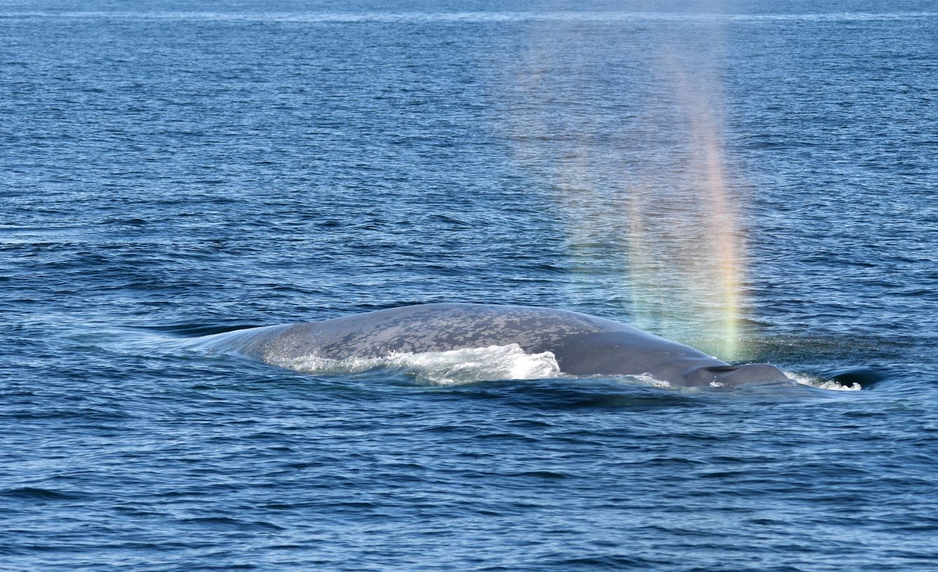 Foto: Uno de los dos ejemplares de ballena azul avistados recientemente en Galicia. (Instituto para el estudio de los delfines mulares/BDRI)