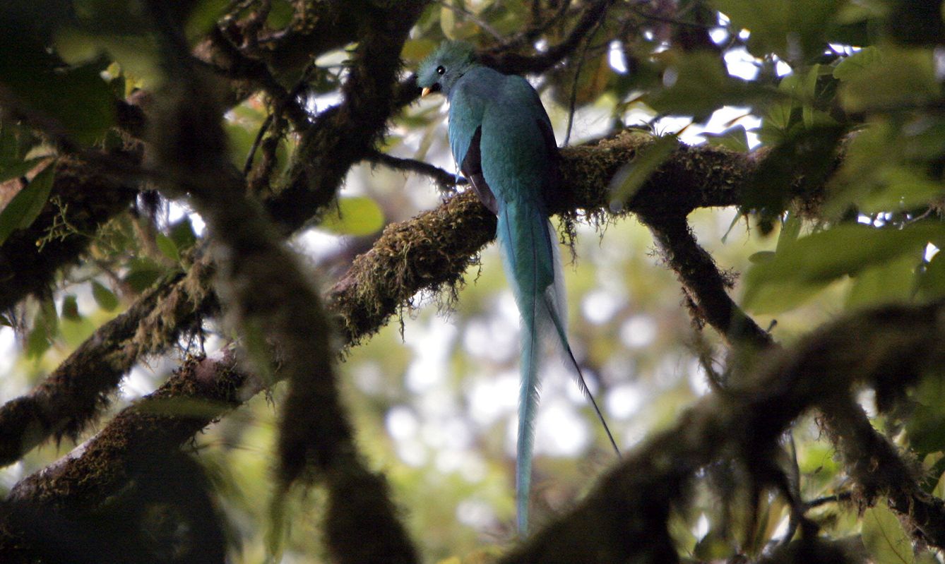 Quetzal guatemalteco en Costa Rica. Vertiente del Pacífico. (Andoni Canela)