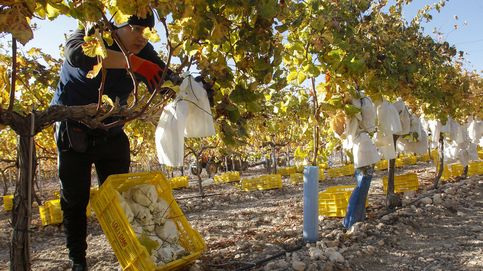 No es solo cultivar: el sector agroalimentario aporta el 13% del valor añadido de España