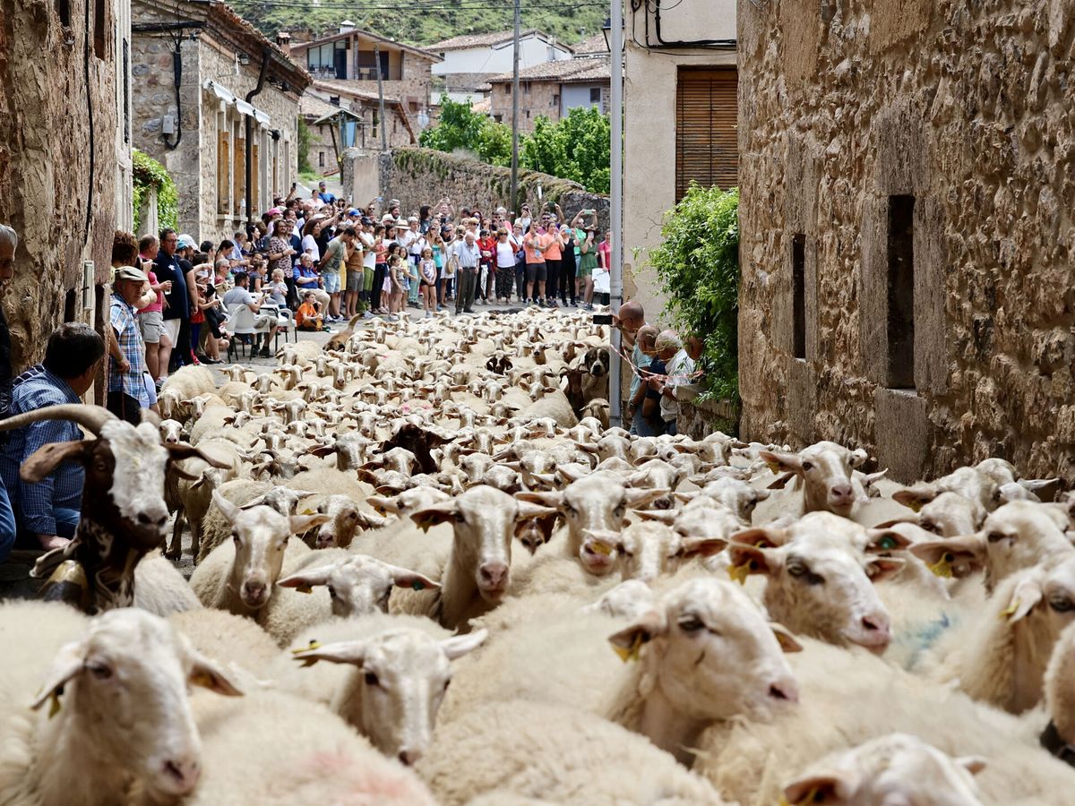 Foto: El municipio riojano de Brieva de Cameros reivindica la ganadería tradicional. (EFE/Raquel Manzanares)