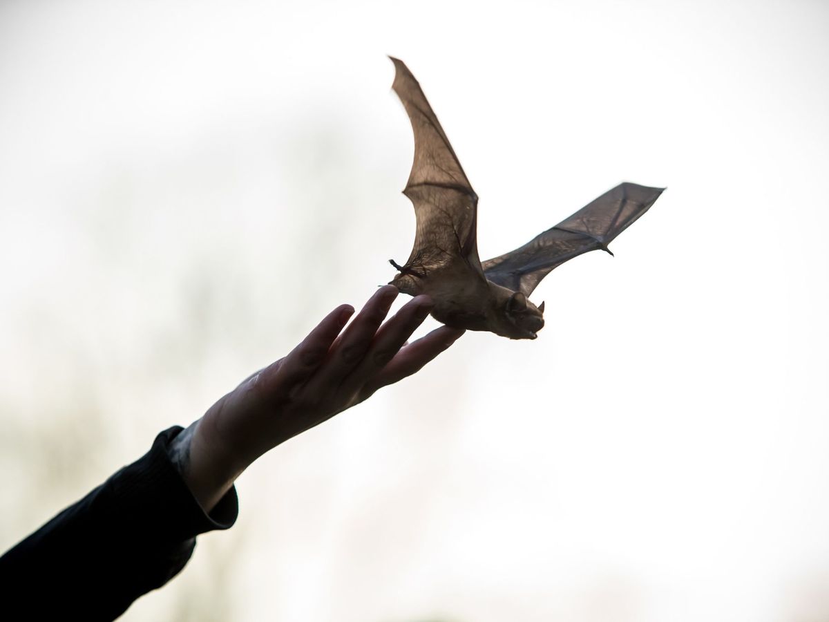 Foto: Liberación de un murciélago tras ser recuperado (EFE) 