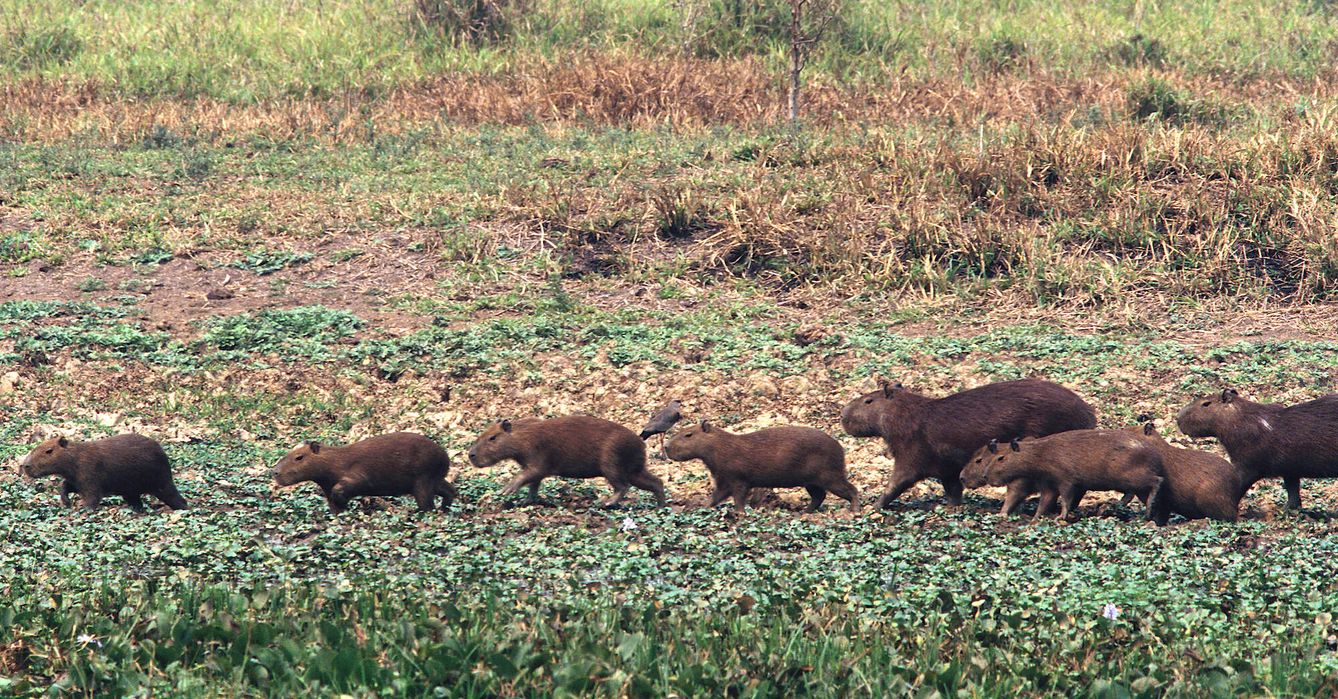 Grupo de capibaras desplazándose fuera del agua. (Andoni Canela)