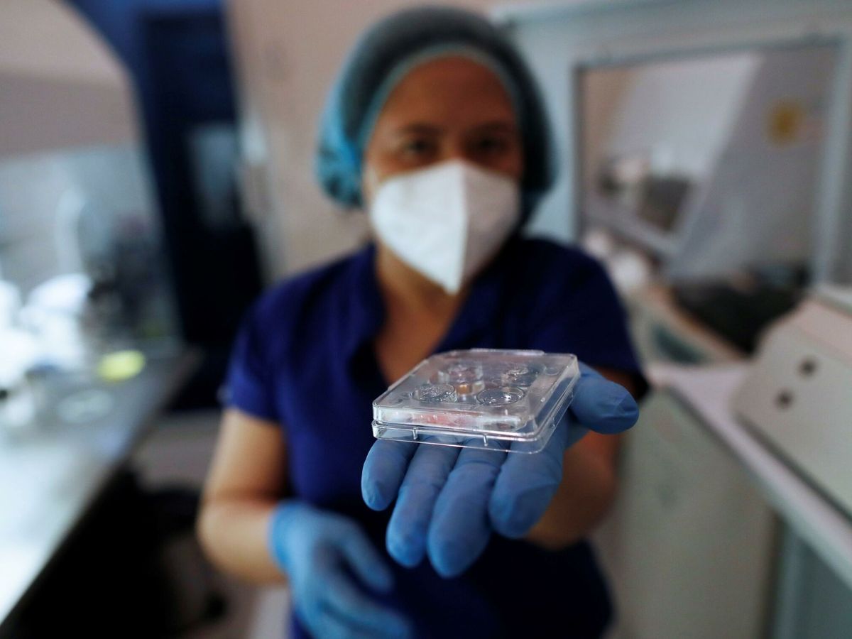 Foto: Personal técnico muestra un plato de cultivo en un laboratorio de una clínica de fertilidad. (EFE/Bienvenido Velasco)
