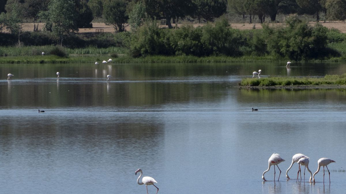 Doñana y los regadíos de su entorno: hechos, interpretaciones y alternativas
