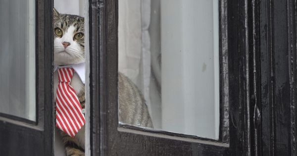 Foto: El gato de Julian Assange se ha hecho famoso por sus corbatas (EFE/Hannah Mckay)
