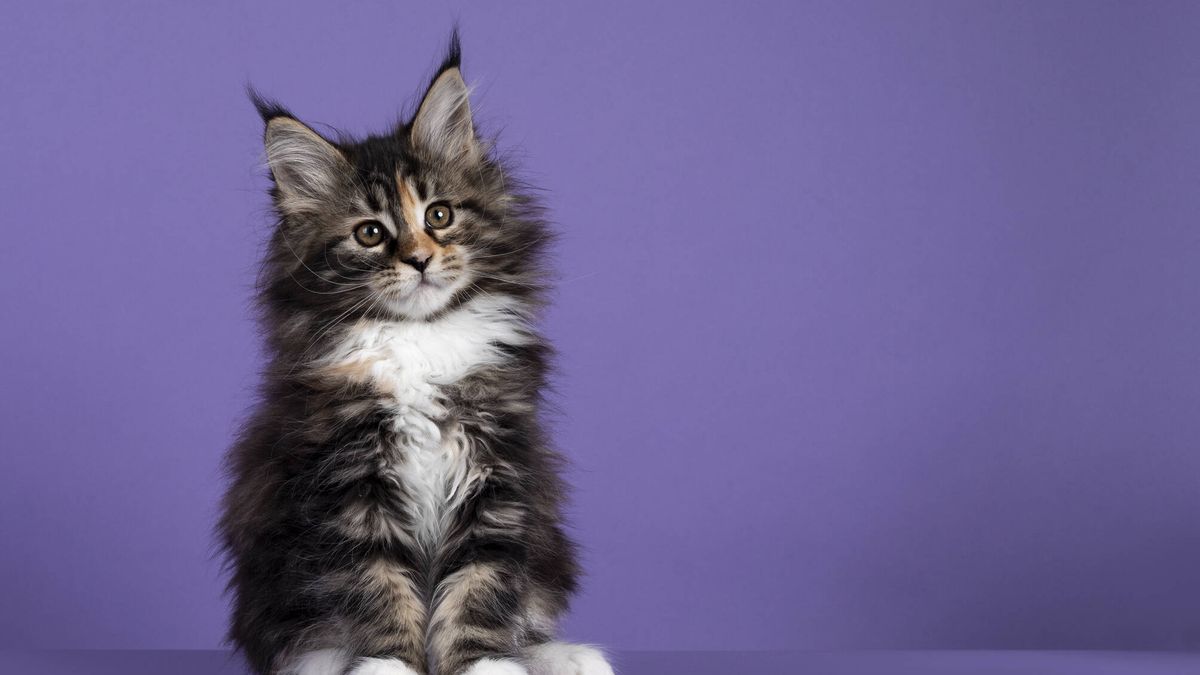 100 nombres originales para gatos: ideas para encontrar el apelativo ideal para tu mascota