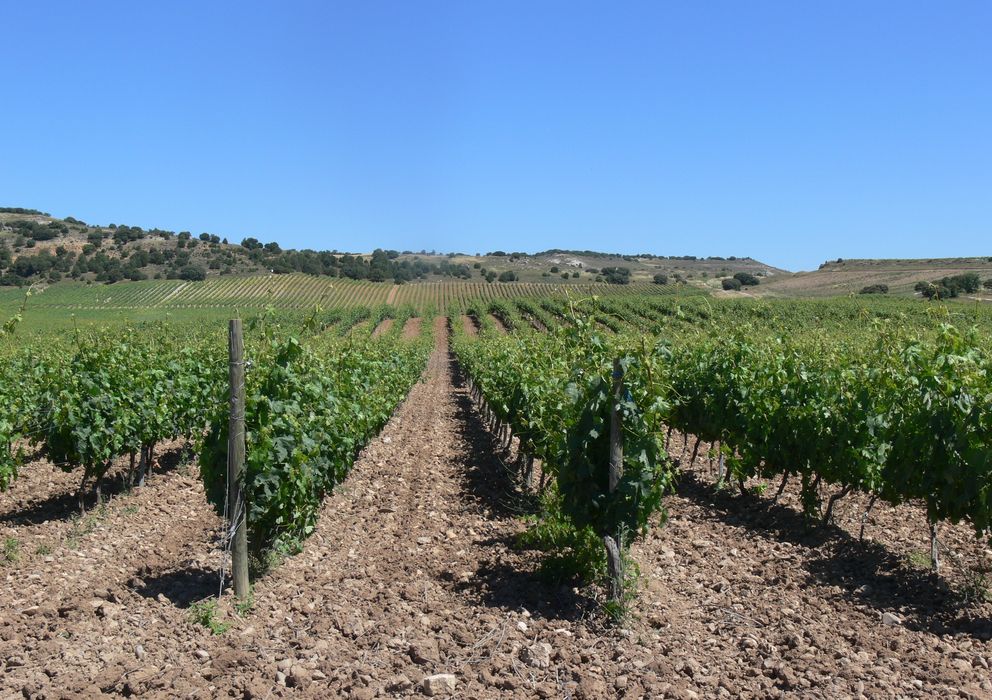 Foto: Viñedo en Finca El Quirón (Viñas del Jaro, D.O. Ribera del Duero)