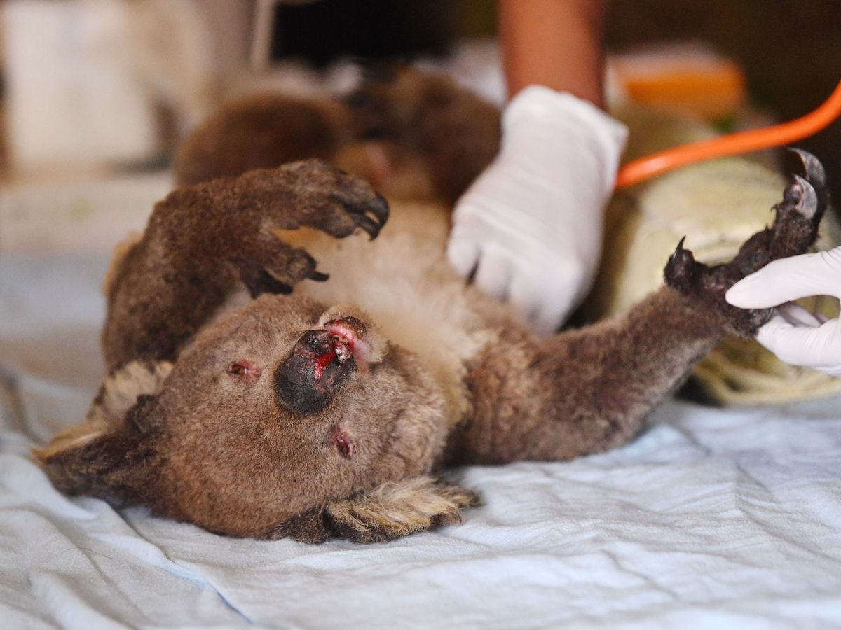 Foto: Un koala con quemaduras. (Reuters)