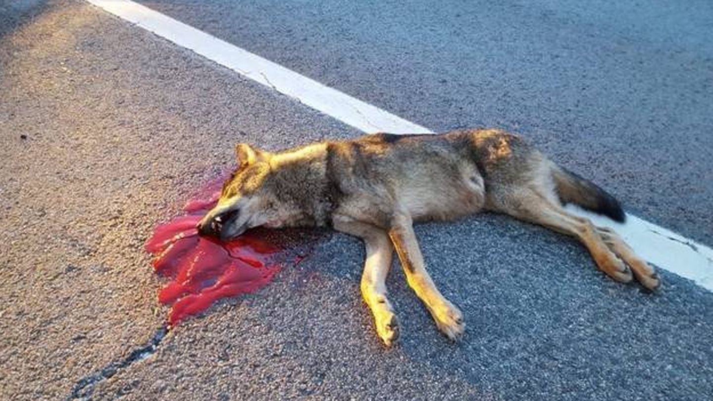 El último lobo atropellado contabilizado en el informe, en agosto de 2018 en la M-608