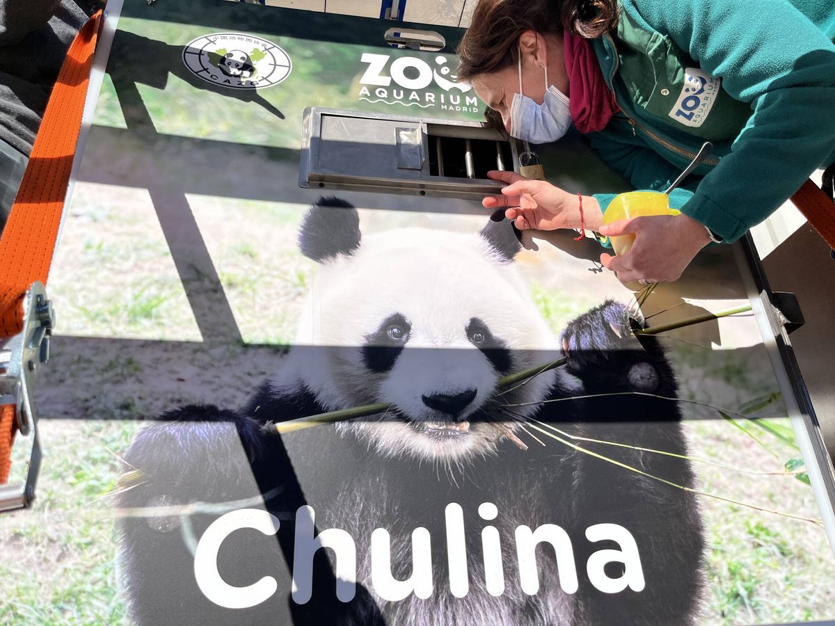 Foto: El viaje de los últimos pandas del zoo de Madrid. (Cedida)