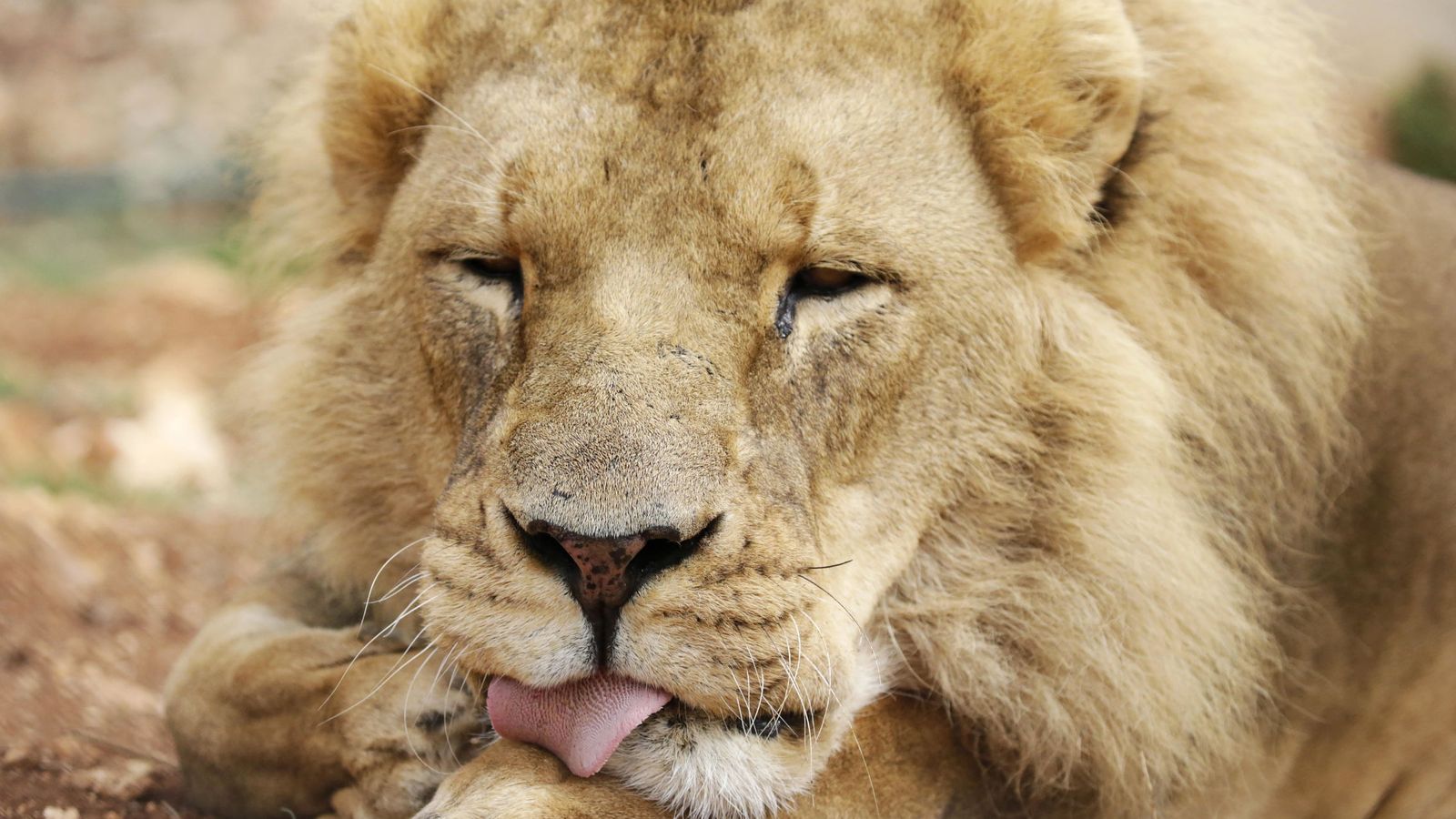 Foto: Los leones devoraron el cuerpo del cazador furtivo al que mató un elefante. (EFE EPA/Amel Pain)