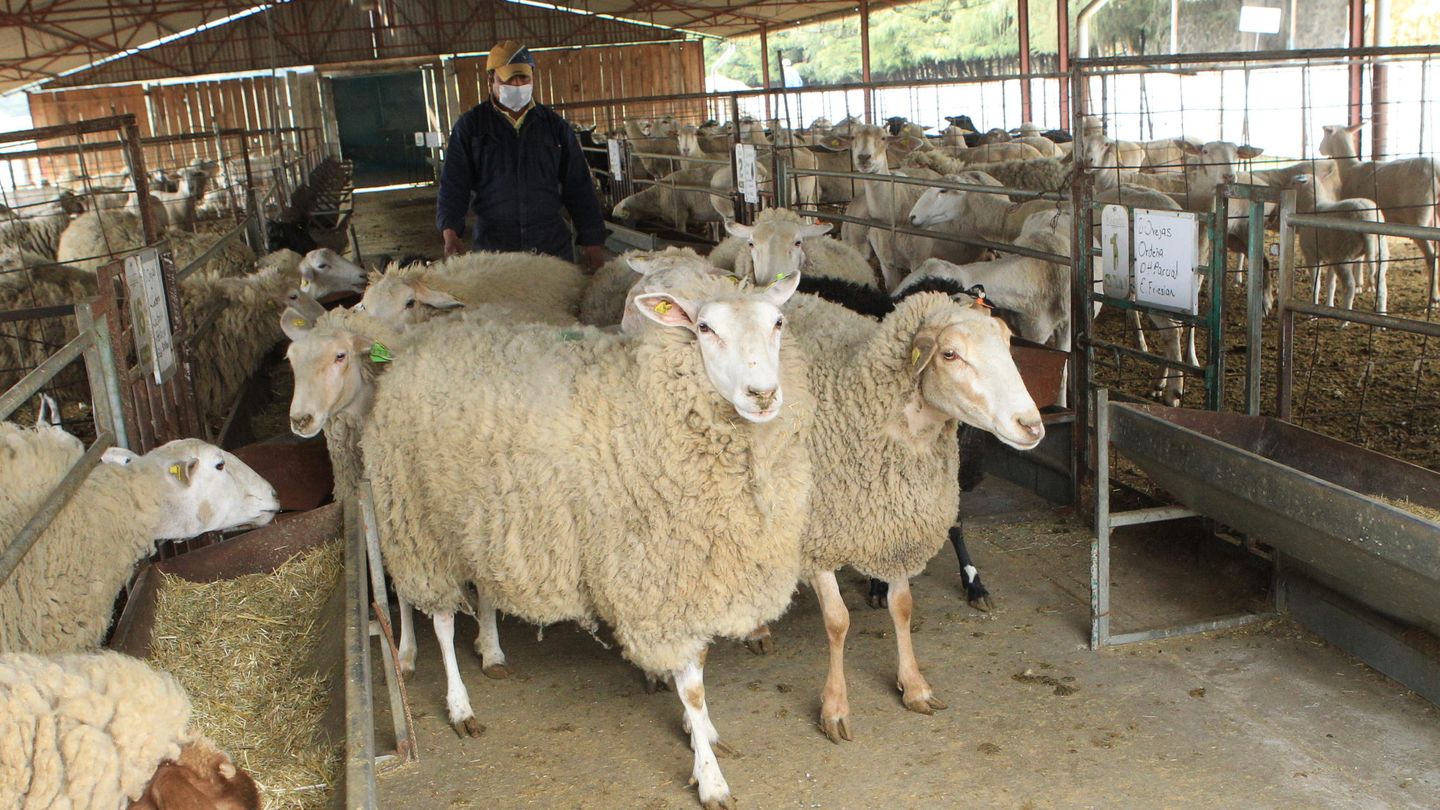 Un empleado se prepara para ordeñar ovejas. (EFE/Mario Guzmán)