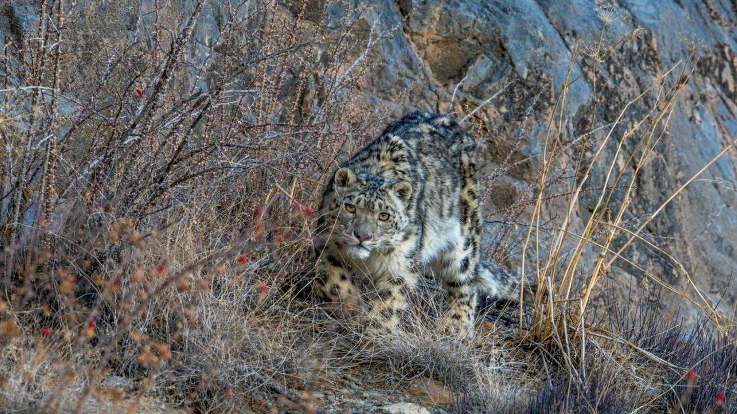 Leopardo de las nieves. (Snow Leopard Trust)