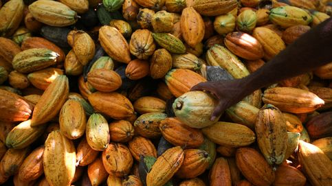 Un virus que ataca el árbol del cacao amenaza el suministro mundial de chocolate