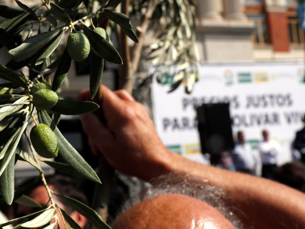 Foto: Un hombre sostiene una rama de olivo durante la manifestación bajo el lema "Precios justos para un olivar vivo" que se celebró este jueves en Madrid. (EFE)