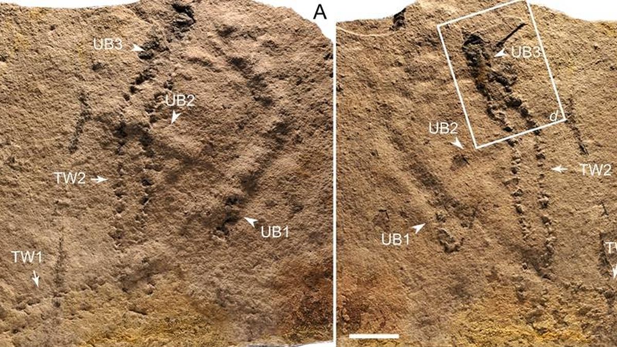 Estas son —posiblemente— las primeras huellas dejadas por un animal sobre la Tierra