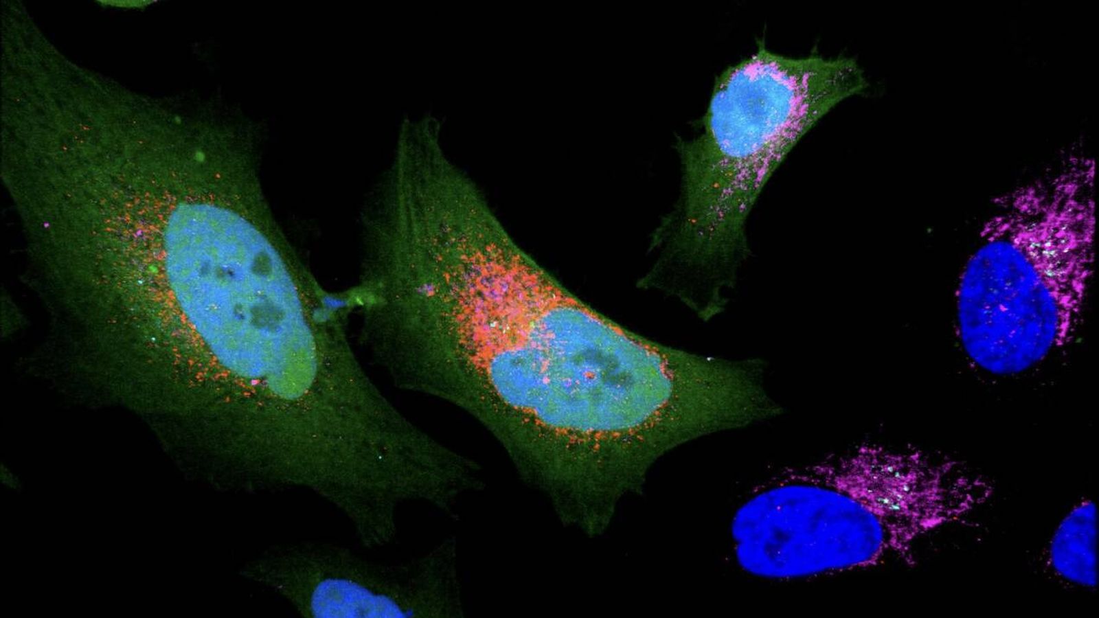 Alemania estudia el cuerpo humano y encuentra 1.785 proteínas 'oscuras' ocultas que no sabe para qué sirven