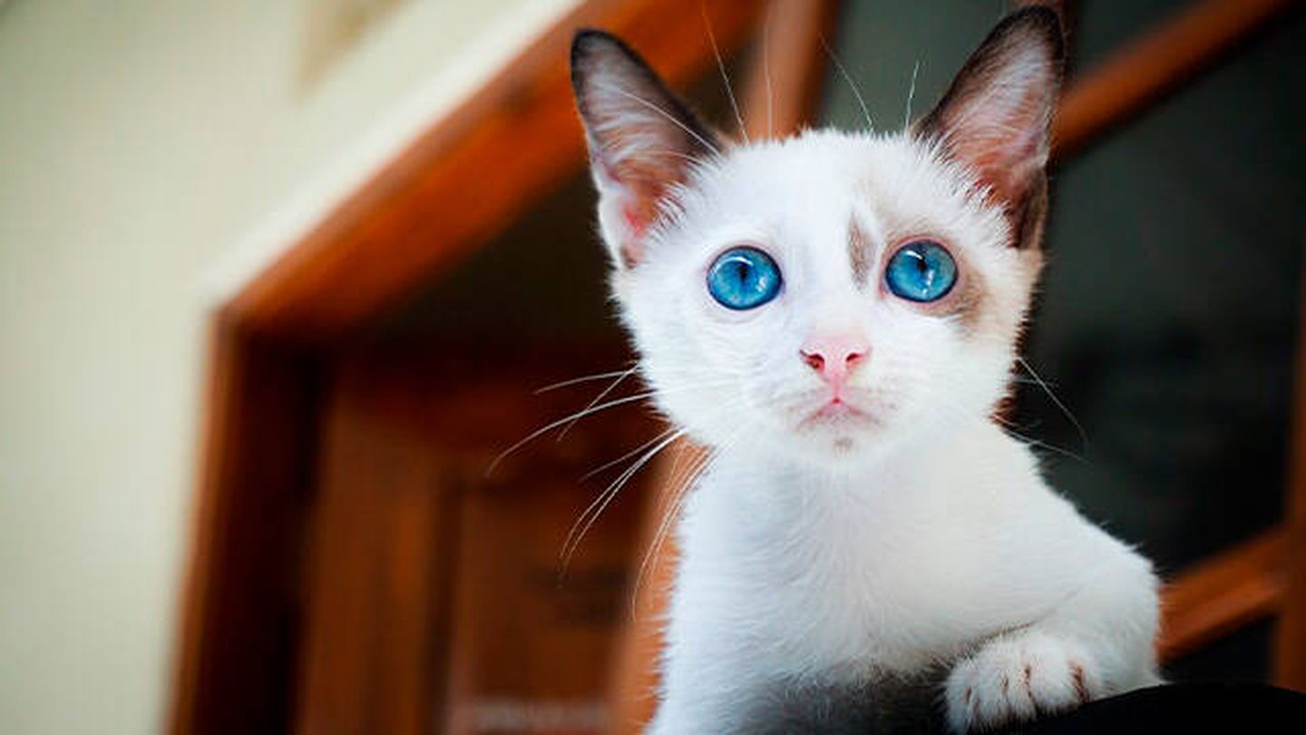 Antes de elegir el nombre de tu gato, conoce su personalidad (Pixabay)