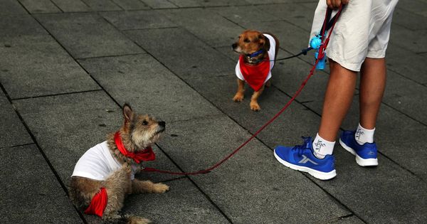 Foto: Dos perretes vestidos para sanfermines. (Reuters)