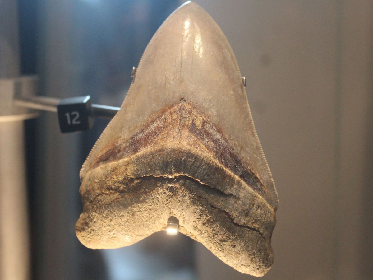 Foto: Panamá exhibe los restos del megalodón, el tiburón más grande de la historia. Foto: EFE ATP