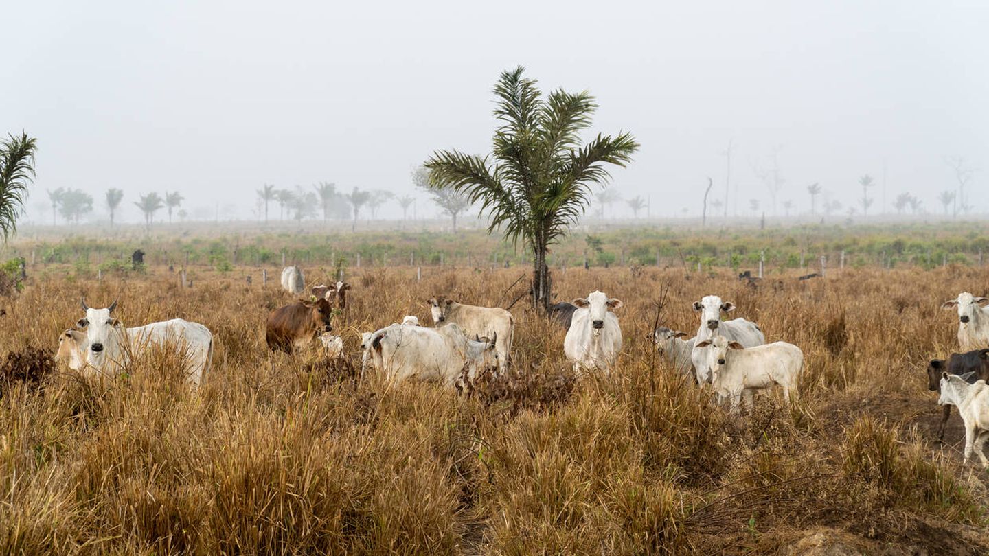 En India, podrían sufrir una disminución del 45% de su producción láctea. (iStock)