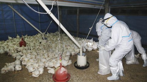 Noticia de Francia prohíbe el foie gras durante tres meses por miedo a la gripe aviar