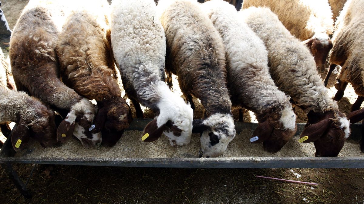 Confirmados dos nuevos focos de viruela ovina y caprina en Granada