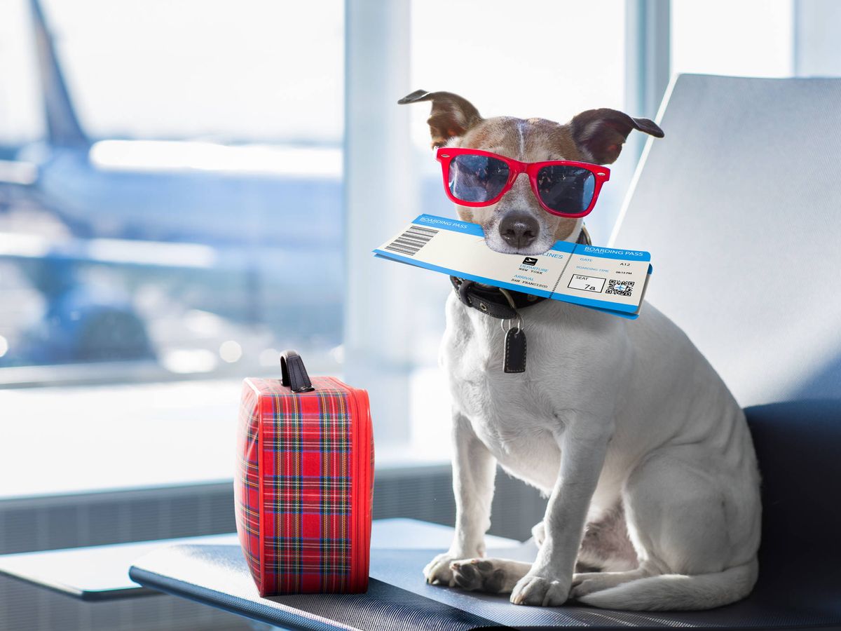 Foto: A los perros también les gusta irse de vacaciones (iStock)