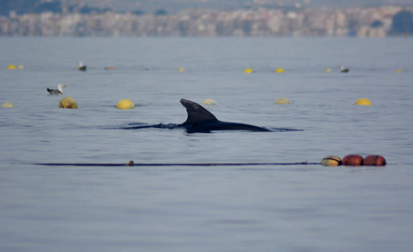 Uno de los delfines mulares atrapados en la almadraba (Foto: Pedro García/ ANSE)