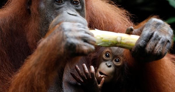 Foto: Khansa, un bebé orangutan en el zoo de Singapur (Edgar Su / Reuters)